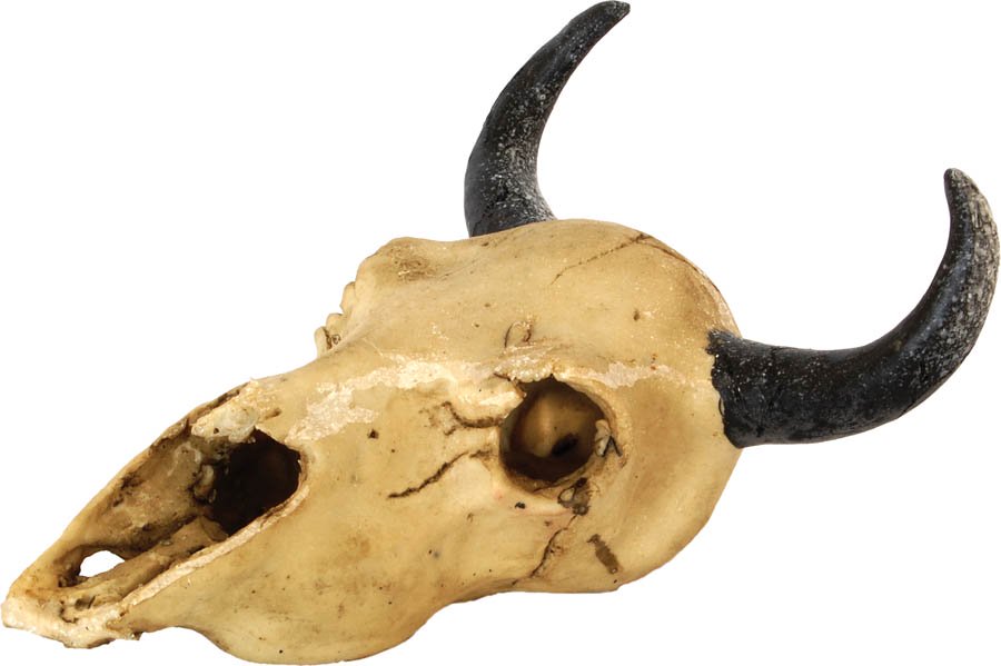 Repstyle Skull Goat 17 x 16.5 x 10cm