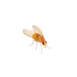 Fruit Flies