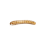 Mealworms