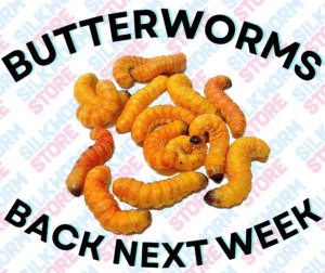 Butterworms 10